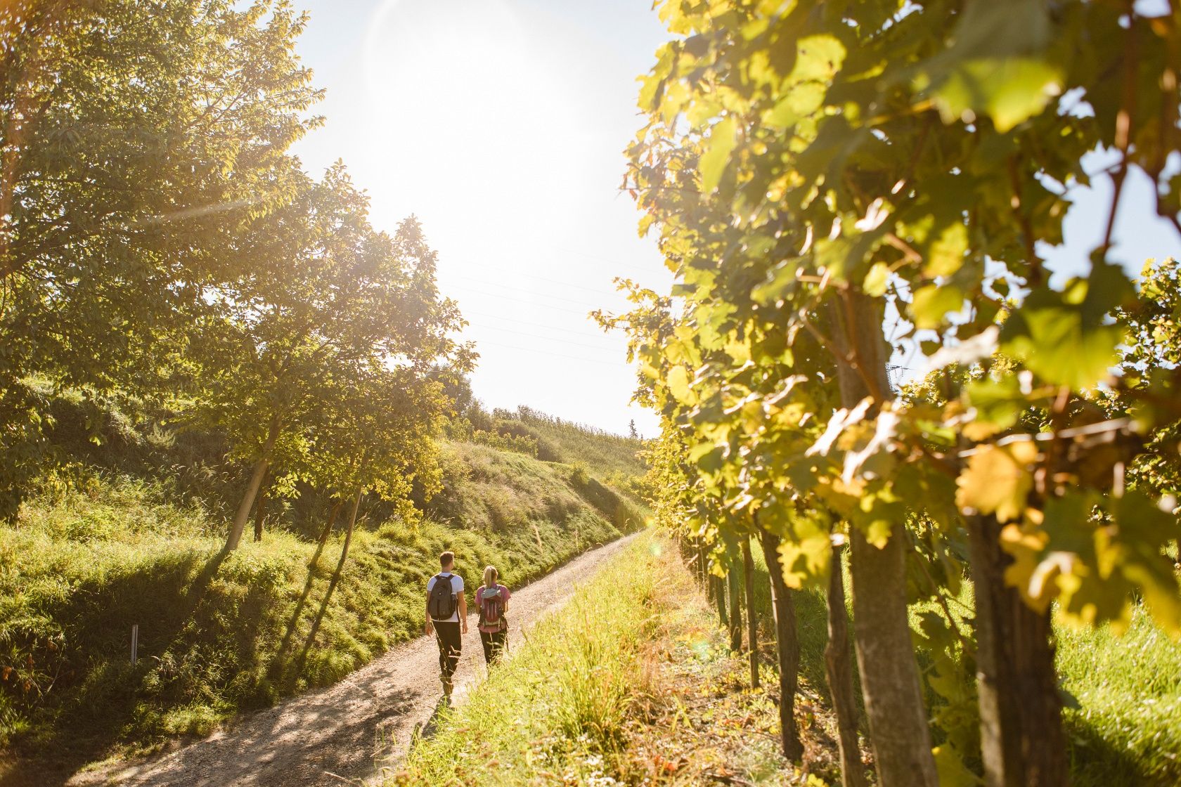 Wandern durch die Weingärten