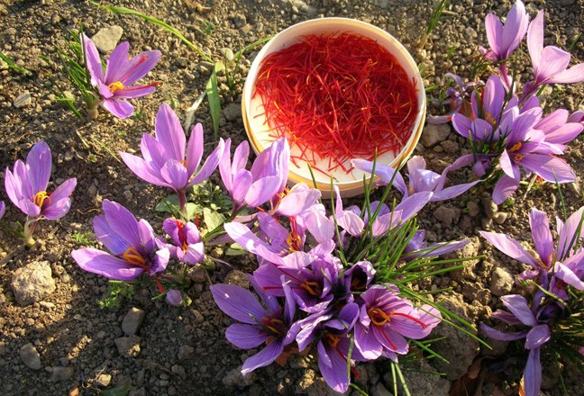 Saffron flowers and collected saffron threads in a bowl on the floor.