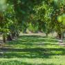 Apricot garden, &copy; Philipp Monihart