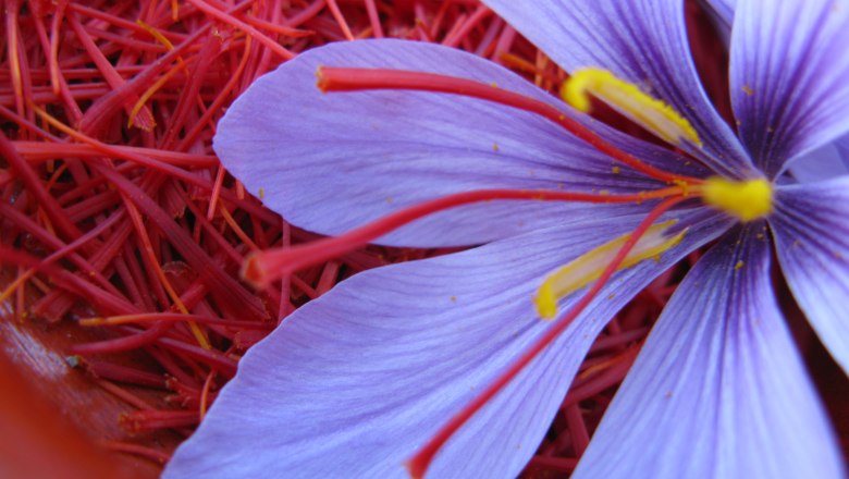 Saffron blossom, &copy; Wachauer Safran/Bernhard Kaar