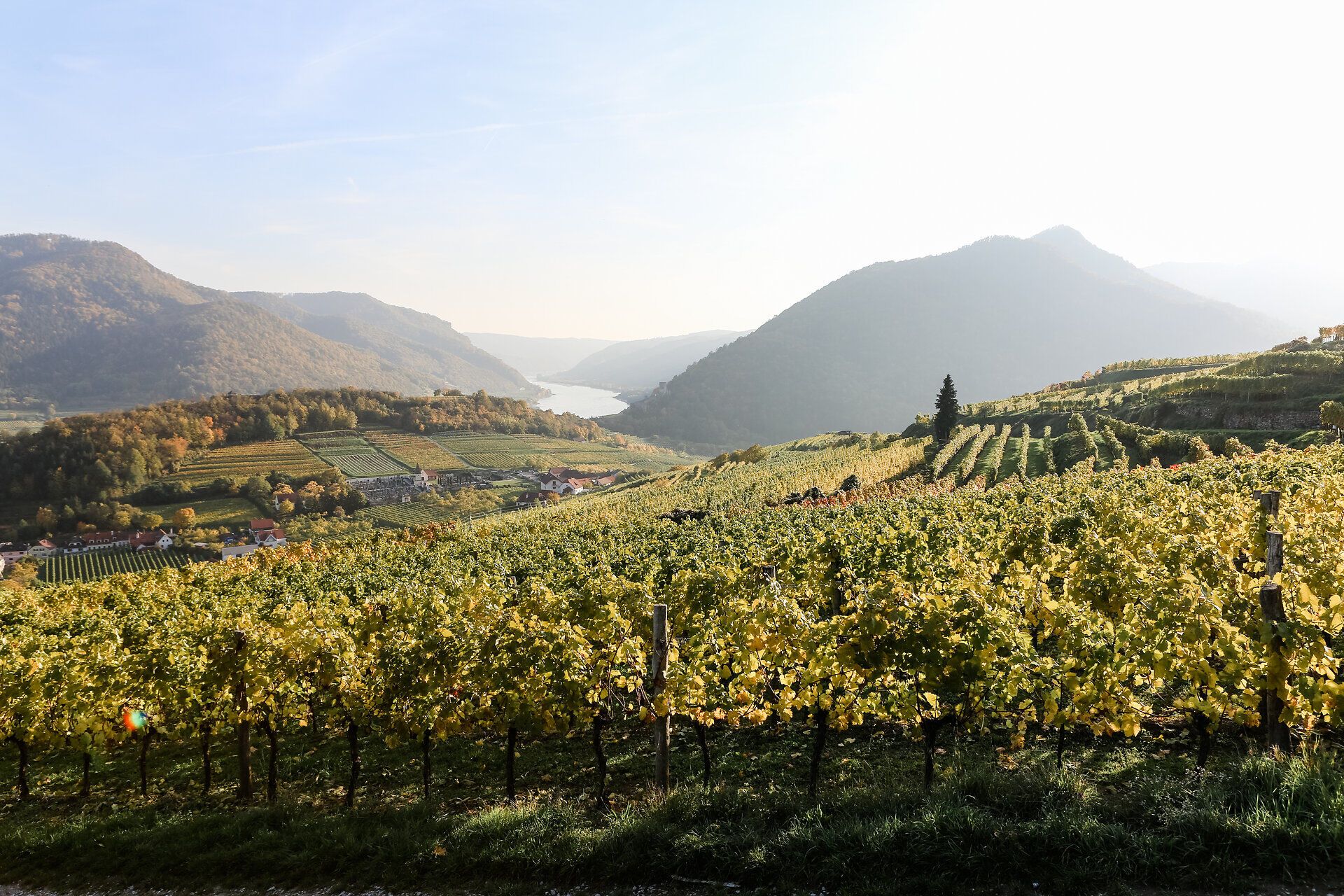 Die sanften Hügel der Wachau sind in warmes Licht getaucht, während die Weinreben in goldenen Farben leuchten. Ein malerischer Fluss schlängelt sich durch die Landschaft und lädt zu unvergesslichen Erlebnissen ein.