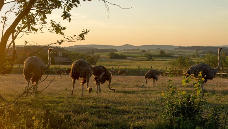 Ostriches in a meadow at sunset.
