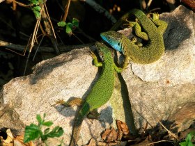 Smara lizards mating, &copy; Arbeitskreis Wachau/Werner Gamerith