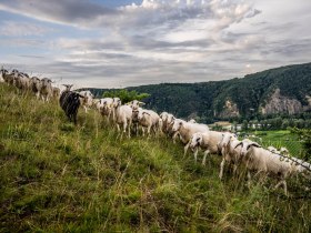 Sheep grazing, &copy; Wachau-Nibelungengau-Kremstal