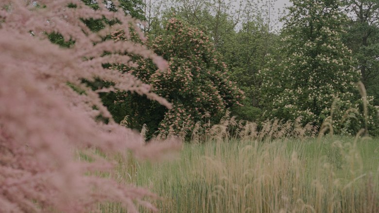An idyllic castle park with pink flowering bushes and green trees in the background.