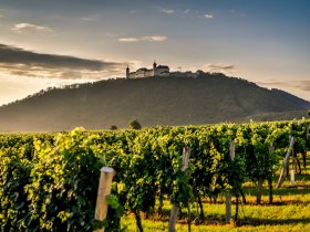 G&ouml;ttweig Abbey with grapevines, &copy; Robert Herbst